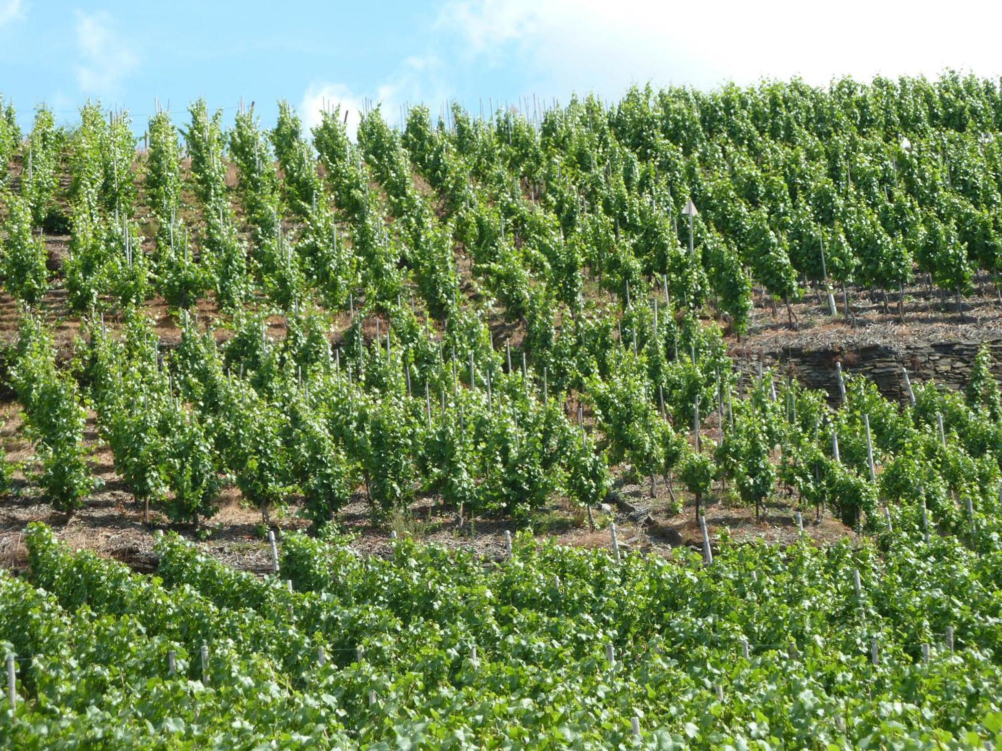 Relaxen Im Weindorf Mayschoss Fewo 4 Exterior photo